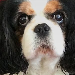 Meet your Posher, Jane